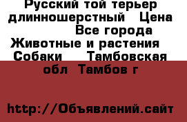 Русский той-терьер длинношерстный › Цена ­ 7 000 - Все города Животные и растения » Собаки   . Тамбовская обл.,Тамбов г.